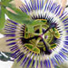 Passionsblume